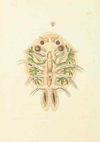 Reproducción/Reproduction 30753591352: The naturalist's miscellany, or Coloured figures of natural objects. London :Printed for Nodder & Co.,1789-1813