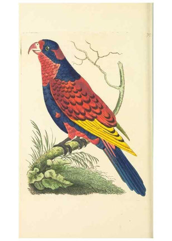 Reproducción/Reproduction 30568989260: The naturalist's miscellany, or Coloured figures of natural objects. London :Printed for Nodder & Co.,1789-1813