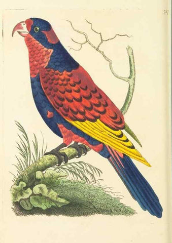 Reproducción/Reproduction 30568989260: The naturalist's miscellany, or Coloured figures of natural objects. London :Printed for Nodder & Co.,1789-1813