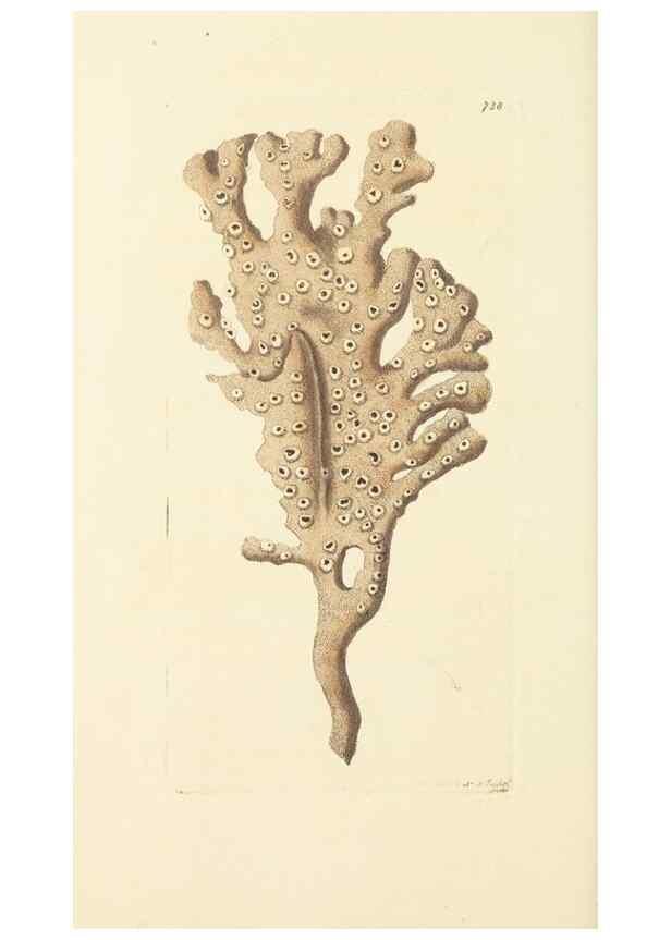 Reproducción/Reproduction 30568990430: The naturalist's miscellany, or Coloured figures of natural objects. London :Printed for Nodder & Co.,1789-1813
