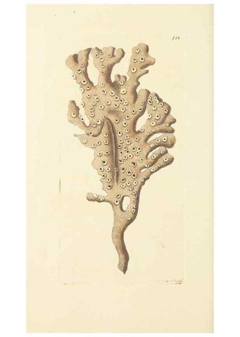 Reproducción/Reproduction 30568990430: The naturalist's miscellany, or Coloured figures of natural objects. London :Printed for Nodder & Co.,1789-1813