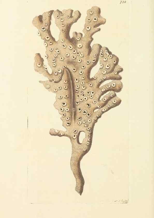Reproducción/Reproduction 30568990430: The naturalist's miscellany, or Coloured figures of natural objects. London :Printed for Nodder & Co.,1789-1813