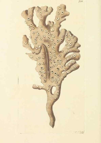 Reproducción/Reproduction 30568990430: The naturalist's miscellany, or Coloured figures of natural objects. London :Printed for Nodder & Co.,1789-1813