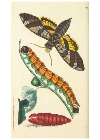 Reproducción/Reproduction 30753595572: The naturalist's miscellany, or Coloured figures of natural objects. London :Printed for Nodder & Co.,1789-1813