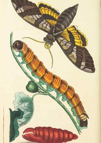 Reproducción/Reproduction 30753595572: The naturalist's miscellany, or Coloured figures of natural objects. London :Printed for Nodder & Co.,1789-1813
