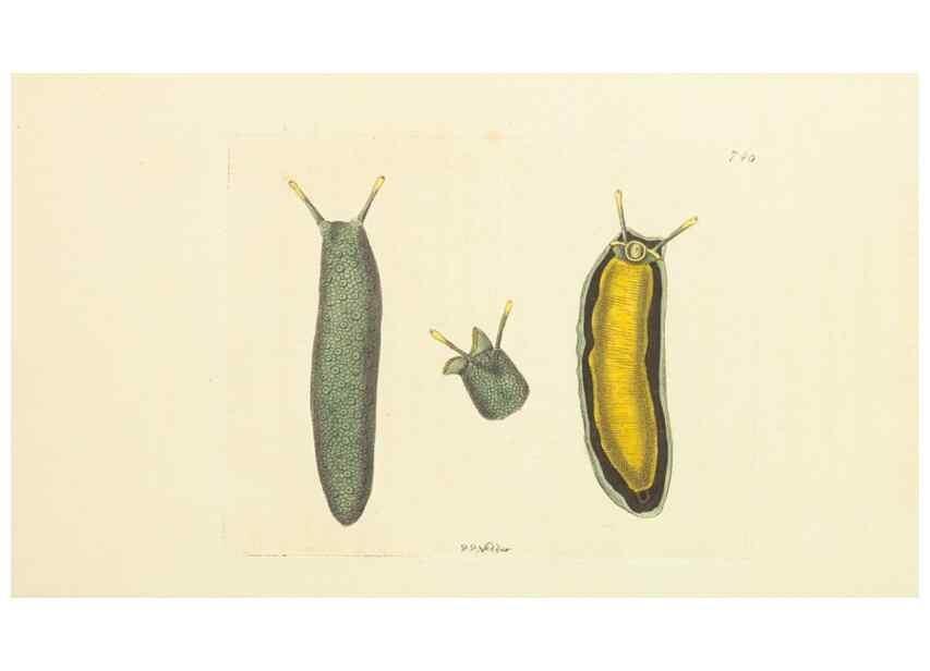 Reproducción/Reproduction 30781786571: The naturalist's miscellany, or Coloured figures of natural objects. London :Printed for Nodder & Co.,1789-1813