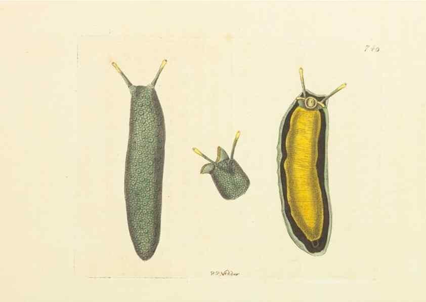 Reproducción/Reproduction 30781786571: The naturalist's miscellany, or Coloured figures of natural objects. London :Printed for Nodder & Co.,1789-1813