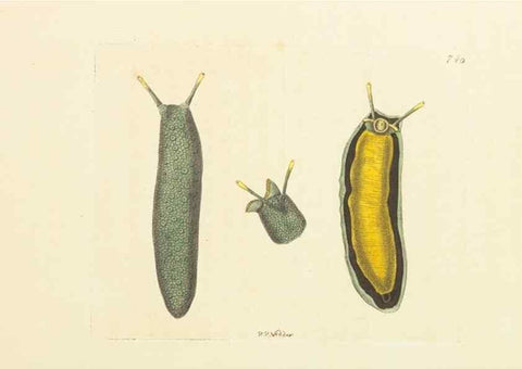 Reproducción/Reproduction 30781786571: The naturalist's miscellany, or Coloured figures of natural objects. London :Printed for Nodder & Co.,1789-1813
