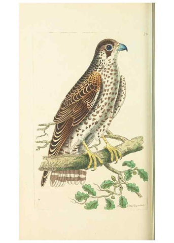 Reproducción/Reproduction 30781788181: The naturalist's miscellany, or Coloured figures of natural objects. London :Printed for Nodder & Co.,1789-1813