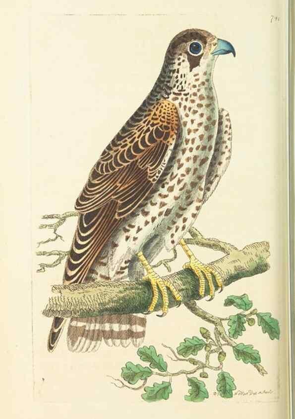 Reproducción/Reproduction 30781788181: The naturalist's miscellany, or Coloured figures of natural objects. London :Printed for Nodder & Co.,1789-1813