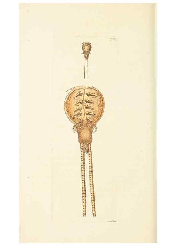 Reproducción/Reproduction 30781789631: The naturalist's miscellany, or Coloured figures of natural objects. London :Printed for Nodder & Co.,1789-1813