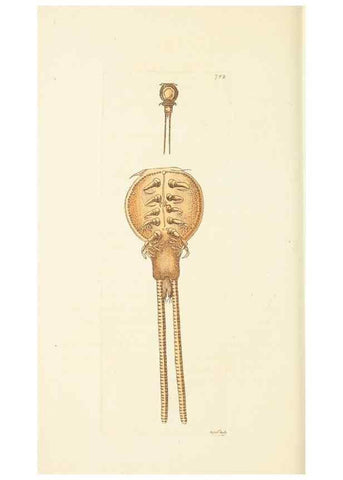 Reproducción/Reproduction 30781789631: The naturalist's miscellany, or Coloured figures of natural objects. London :Printed for Nodder & Co.,1789-1813