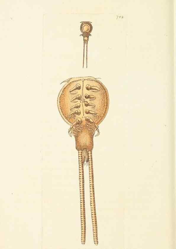 Reproducción/Reproduction 30781789631: The naturalist's miscellany, or Coloured figures of natural objects. London :Printed for Nodder & Co.,1789-1813