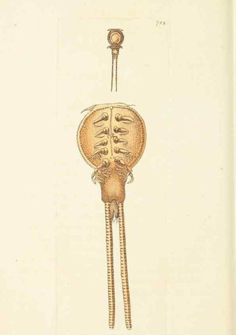 Reproducción/Reproduction 30781789631: The naturalist's miscellany, or Coloured figures of natural objects. London :Printed for Nodder & Co.,1789-1813