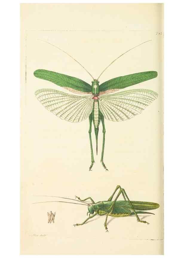 Reproducción/Reproduction 30781791171: The naturalist's miscellany, or Coloured figures of natural objects. London :Printed for Nodder & Co.,1789-1813
