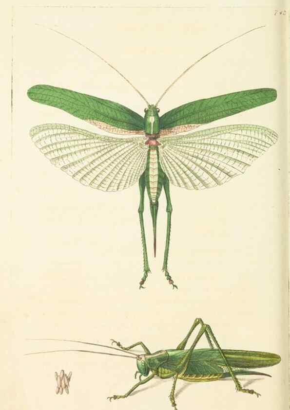 Reproducción/Reproduction 30781791171: The naturalist's miscellany, or Coloured figures of natural objects. London :Printed for Nodder & Co.,1789-1813