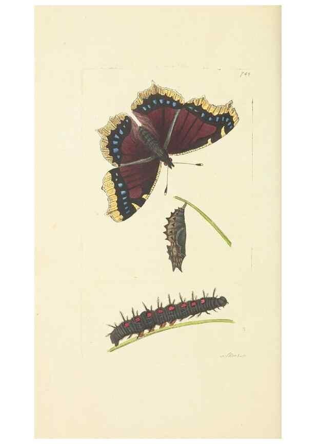 Reproducción/Reproduction 30781792851: The naturalist's miscellany, or Coloured figures of natural objects. London :Printed for Nodder & Co.,1789-1813