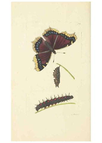 Reproducción/Reproduction 30781792851: The naturalist's miscellany, or Coloured figures of natural objects. London :Printed for Nodder & Co.,1789-1813
