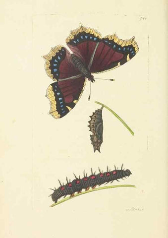 Reproducción/Reproduction 30781792851: The naturalist's miscellany, or Coloured figures of natural objects. London :Printed for Nodder & Co.,1789-1813