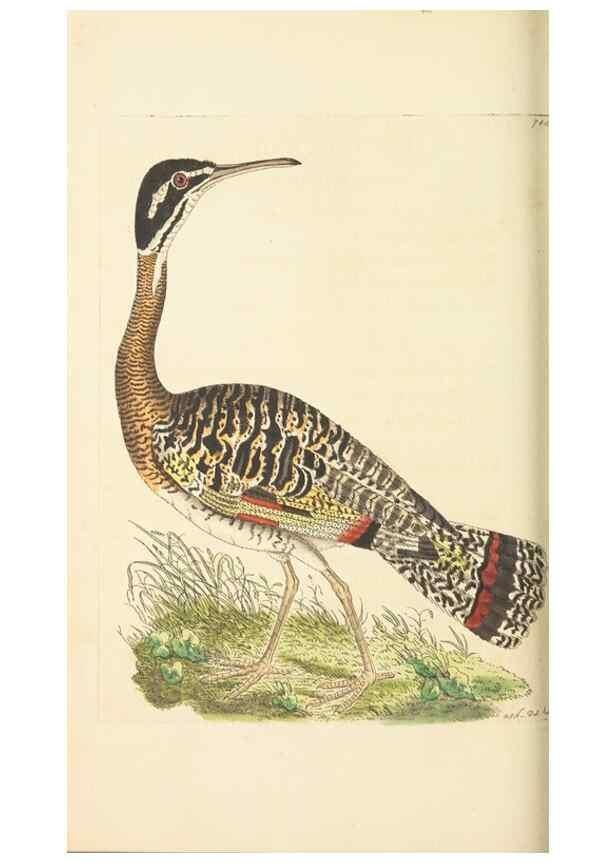 Reproducción/Reproduction 30781794141: The naturalist's miscellany, or Coloured figures of natural objects. London :Printed for Nodder & Co.,1789-1813