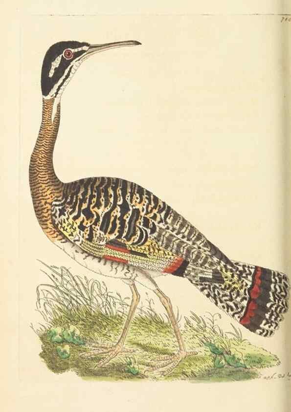 Reproducción/Reproduction 30781794141: The naturalist's miscellany, or Coloured figures of natural objects. London :Printed for Nodder & Co.,1789-1813