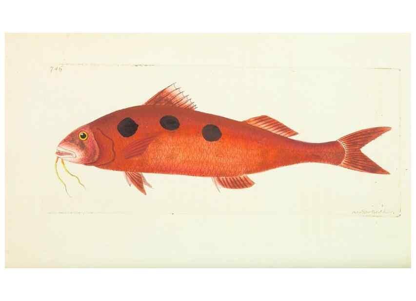 Reproducción/Reproduction 30781795421: The naturalist's miscellany, or Coloured figures of natural objects. London :Printed for Nodder & Co.,1789-1813