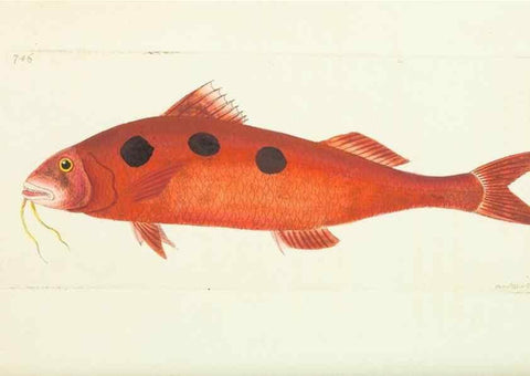 Reproducción/Reproduction 30781795421: The naturalist's miscellany, or Coloured figures of natural objects. London :Printed for Nodder & Co.,1789-1813