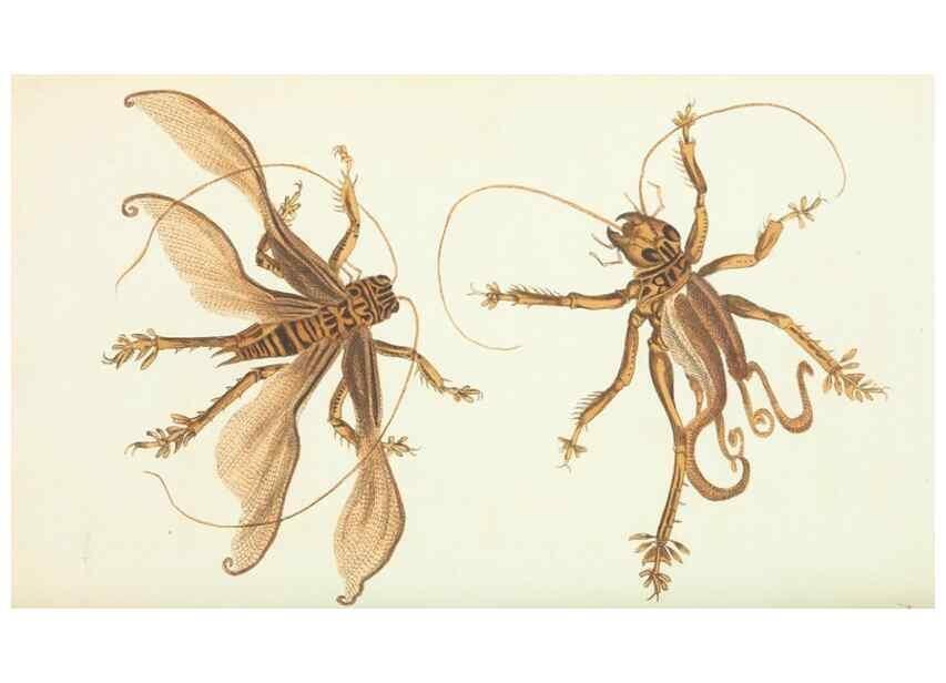 Reproducción/Reproduction 30238059844: The naturalist's miscellany, or Coloured figures of natural objects. London :Printed for Nodder & Co.,1789-1813