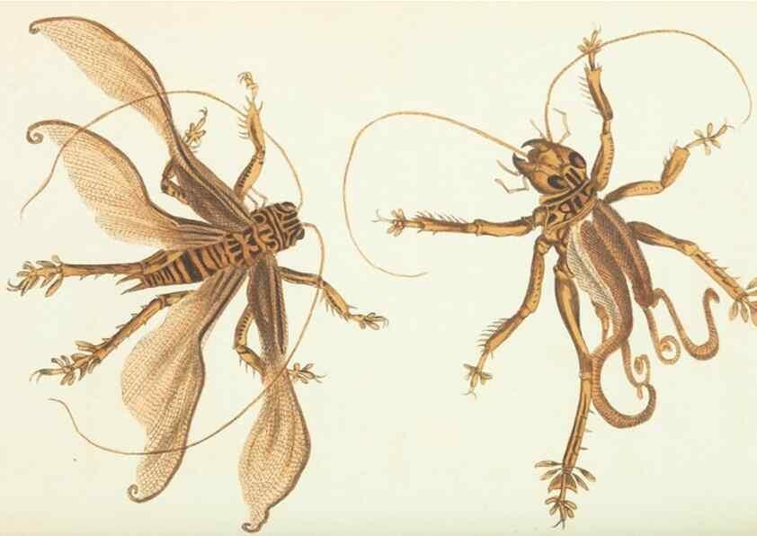 Reproducción/Reproduction 30238059844: The naturalist's miscellany, or Coloured figures of natural objects. London :Printed for Nodder & Co.,1789-1813