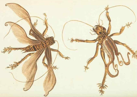 Reproducción/Reproduction 30238059844: The naturalist's miscellany, or Coloured figures of natural objects. London :Printed for Nodder & Co.,1789-1813