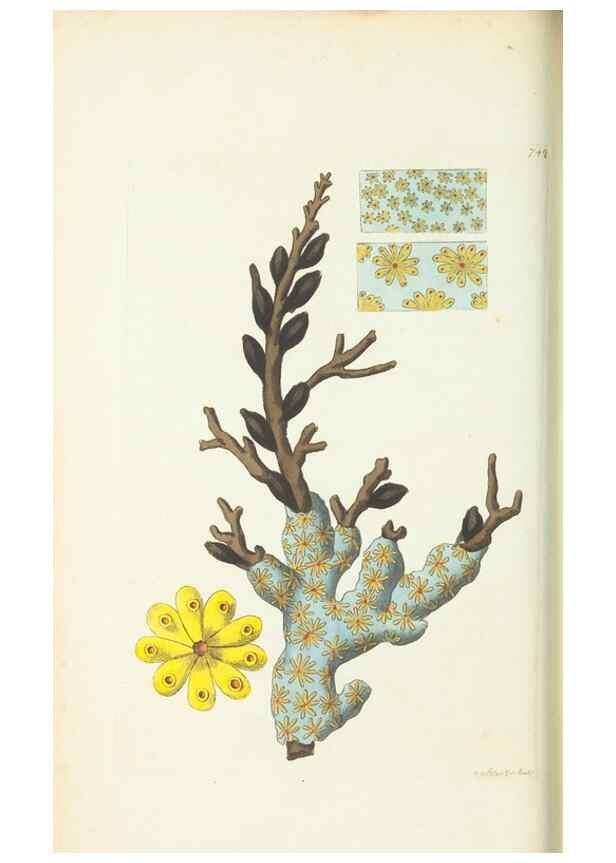 Reproducción/Reproduction 30781796981: The naturalist's miscellany, or Coloured figures of natural objects. London :Printed for Nodder & Co.,1789-1813