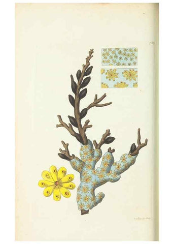 Reproducción/Reproduction 30781796981: The naturalist's miscellany, or Coloured figures of natural objects. London :Printed for Nodder & Co.,1789-1813