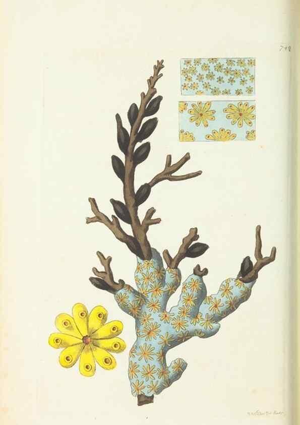 Reproducción/Reproduction 30781796981: The naturalist's miscellany, or Coloured figures of natural objects. London :Printed for Nodder & Co.,1789-1813