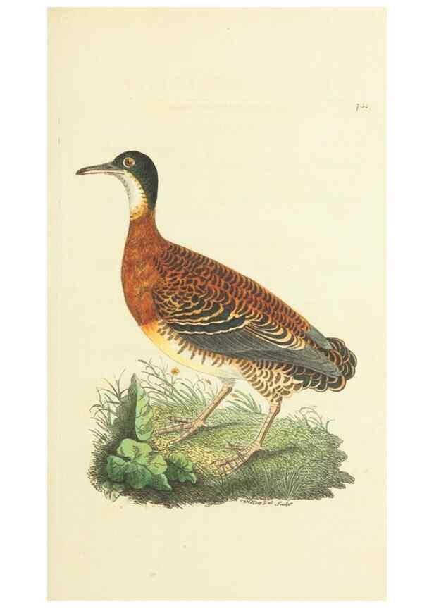 Reproducción/Reproduction 30753586472: The naturalist's miscellany, or Coloured figures of natural objects. London :Printed for Nodder & Co.,1789-1813