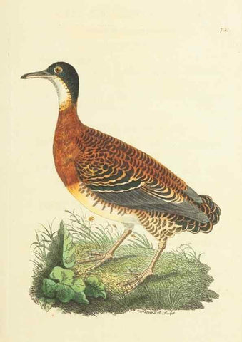 Reproducción/Reproduction 30753586472: The naturalist's miscellany, or Coloured figures of natural objects. London :Printed for Nodder & Co.,1789-1813