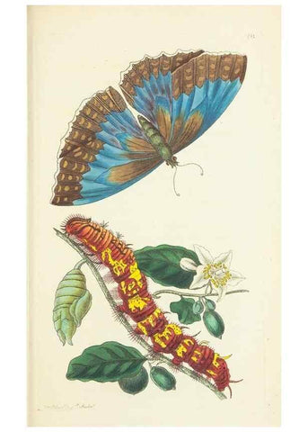 Reproducción/Reproduction 30752816782: The naturalist's miscellany, or Coloured figures of natural objects. London :Printed for Nodder & Co.,1789-1813