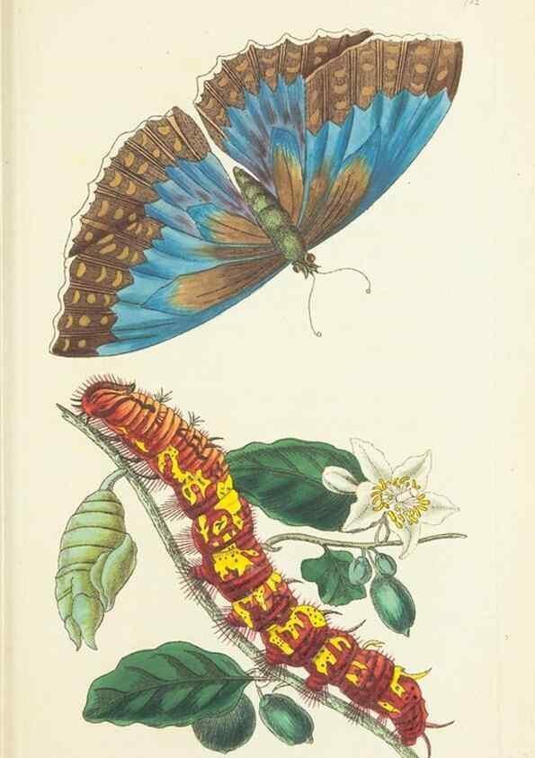 Reproducción/Reproduction 30752816782: The naturalist's miscellany, or Coloured figures of natural objects. London :Printed for Nodder & Co.,1789-1813