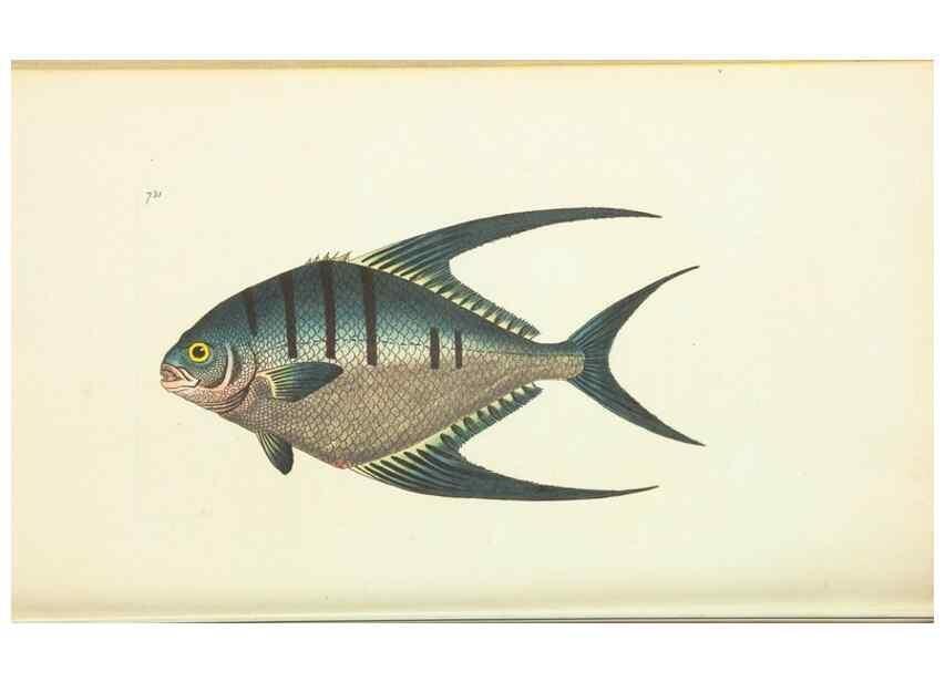 Reproducción/Reproduction 30752815362: The naturalist's miscellany, or Coloured figures of natural objects. London :Printed for Nodder & Co.,1789-1813