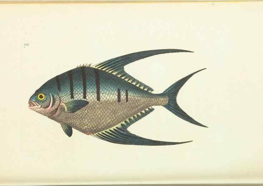 Reproducción/Reproduction 30752815362: The naturalist's miscellany, or Coloured figures of natural objects. London :Printed for Nodder & Co.,1789-1813