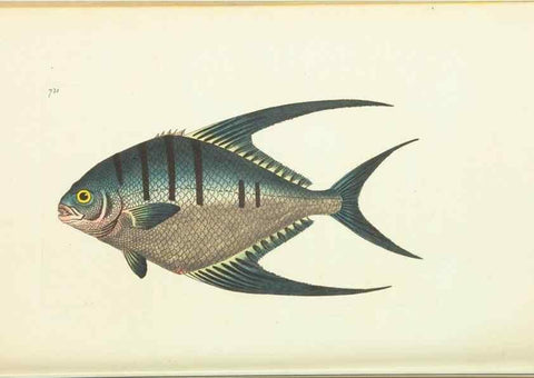 Reproducción/Reproduction 30752815362: The naturalist's miscellany, or Coloured figures of natural objects. London :Printed for Nodder & Co.,1789-1813