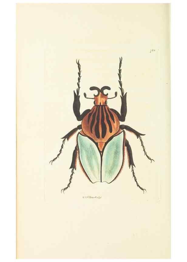 Reproducción/Reproduction 30233783083: The naturalist's miscellany, or Coloured figures of natural objects. London :Printed for Nodder & Co.,1789-1813