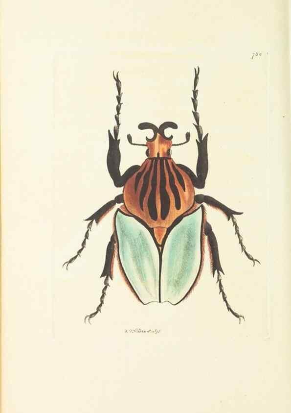 Reproducción/Reproduction 30233783083: The naturalist's miscellany, or Coloured figures of natural objects. London :Printed for Nodder & Co.,1789-1813
