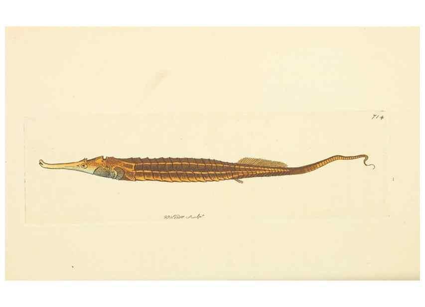 Reproducción/Reproduction 30869406295: The naturalist's miscellany, or Coloured figures of natural objects. London :Printed for Nodder & Co.,1789-1813