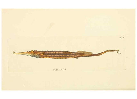 Reproducción/Reproduction 30869406295: The naturalist's miscellany, or Coloured figures of natural objects. London :Printed for Nodder & Co.,1789-1813