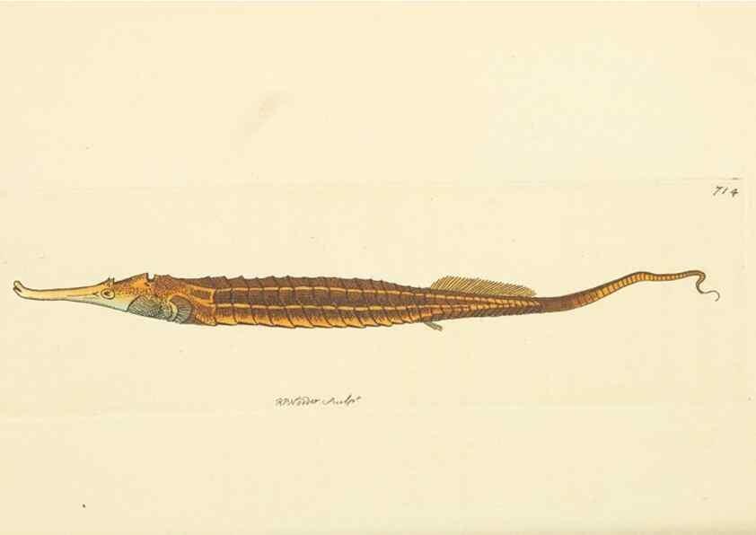 Reproducción/Reproduction 30869406295: The naturalist's miscellany, or Coloured figures of natural objects. London :Printed for Nodder & Co.,1789-1813