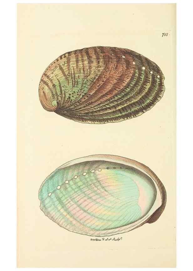 Reproducción/Reproduction 30869407925: The naturalist's miscellany, or Coloured figures of natural objects. London :Printed for Nodder & Co.,1789-1813