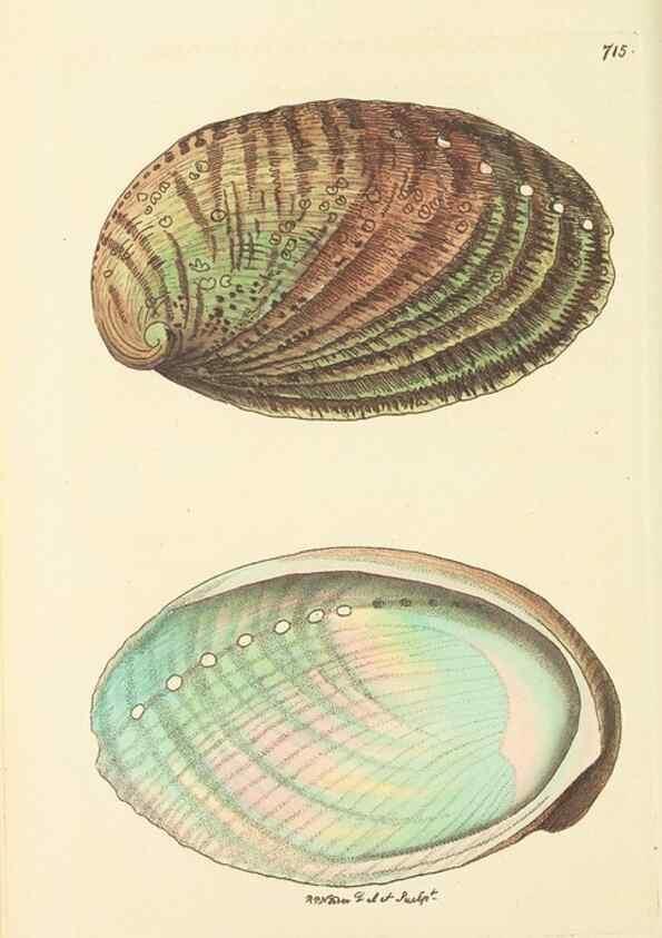 Reproducción/Reproduction 30869407925: The naturalist's miscellany, or Coloured figures of natural objects. London :Printed for Nodder & Co.,1789-1813