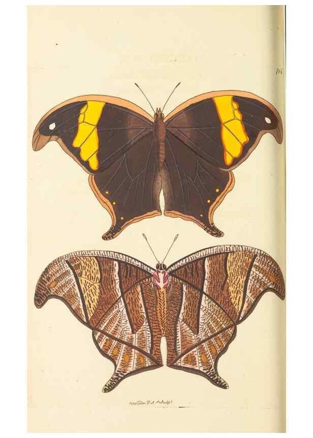 Reproducción/Reproduction 30869409725: The naturalist's miscellany, or Coloured figures of natural objects. London :Printed for Nodder & Co.,1789-1813
