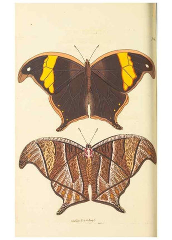 Reproducción/Reproduction 30869409725: The naturalist's miscellany, or Coloured figures of natural objects. London :Printed for Nodder & Co.,1789-1813