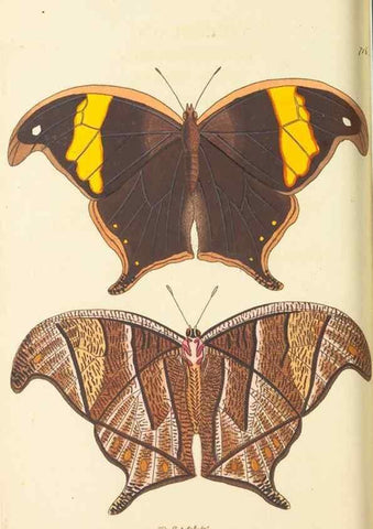 Reproducción/Reproduction 30869409725: The naturalist's miscellany, or Coloured figures of natural objects. London :Printed for Nodder & Co.,1789-1813